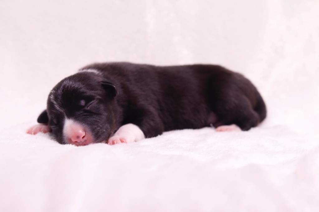 Explosive Impact - Border Collie - Portée née le 18/01/2020